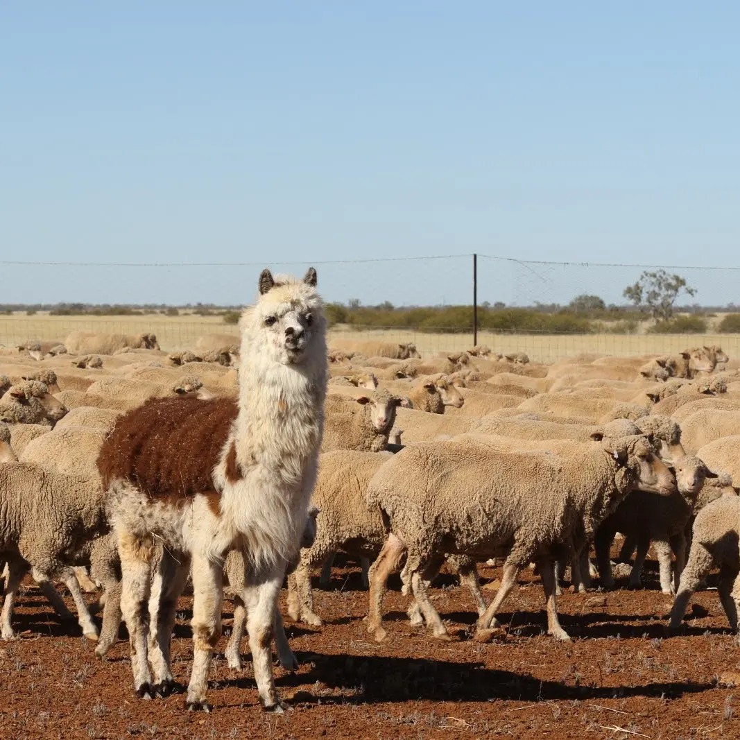 Alpacas