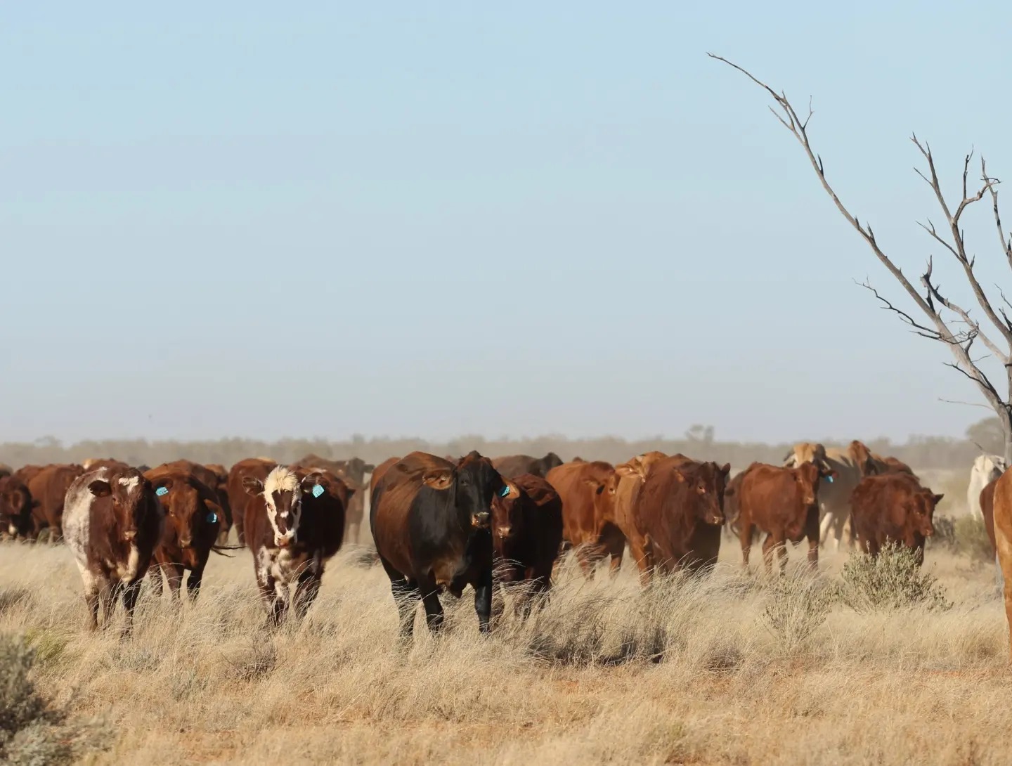 Cattle Work