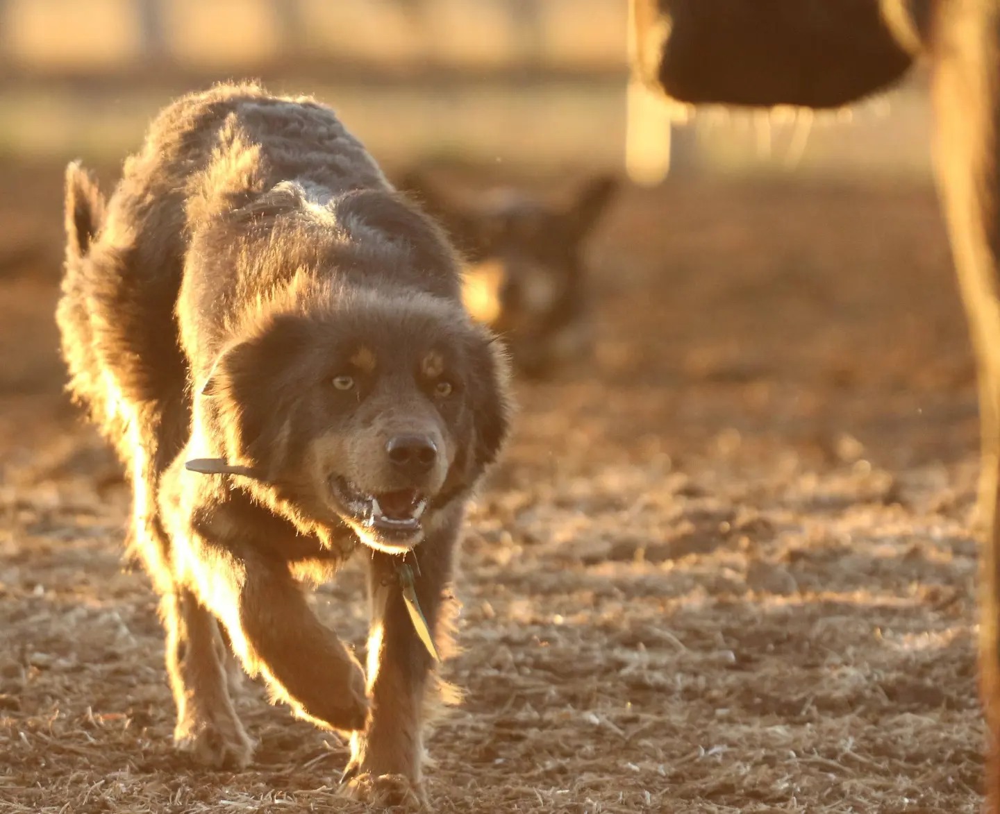 Breaking Weaners