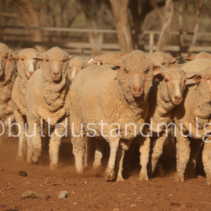 Many Merino Faces