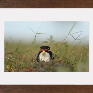 Watching You A3 Framed Print